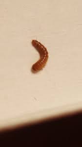 can carpet beetle larvae harm humans