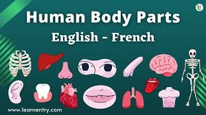 human body parts names in french and