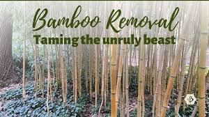 how to get rid of bamboo removing the