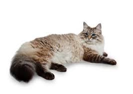 What do siberian cats eat. Siberian Cat Breed Profile Petfinder