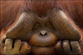 Image result for orangutans