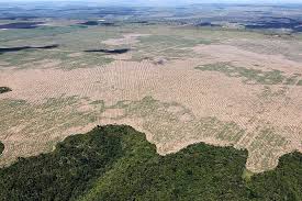 Deforestation Wikipedia