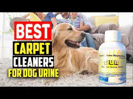 top 5 best carpet cleaners for dog