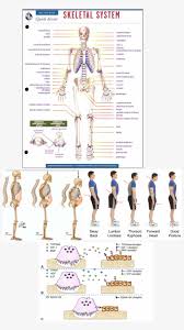 Skeletal System Rea Quick Access Reference Chart Png Image