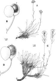 A–B. Phyllolepidum cyclocarpum (syn. Ptilotrichum cyclocarpum ...