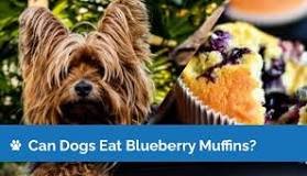 what-happens-if-my-dog-ate-a-blueberry-muffin