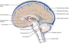 ventricular system anatomy concise