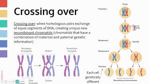 genetic variation in meiosis you
