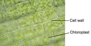 (v) the objective lenses on a. Elodea Pondweed Experiments On Microscopes 4 Schools