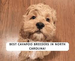 best cavapoo breeders in north carolina