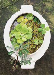 Easy Container Water Gardens