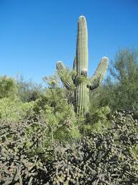 Adoption of the arizona state flower. Growing Saguaro Cactus Information On Saguaro Cactus Care