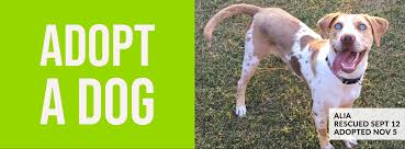 Adopt a pet today at a petsmart near you. Adoptable Dogs Tulsa Spcatulsa Spca