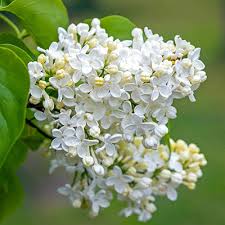 Lilac Bushes For Lilacs