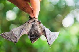 bat rabies virginia bat pros