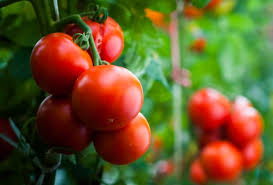 the gardener s delight tomato