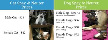 Would you recommend a male or female cat with a male dog? Planned Pethood Inc Pet Owner Resources Spay Neuter