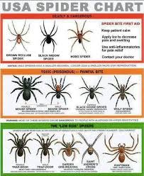 North American Spider Chart Spider Identification Chart