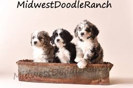 midwest doodle ranch home