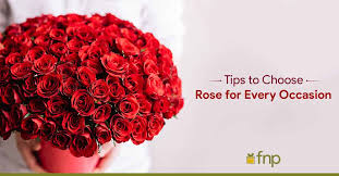 Rose For Every Occasion