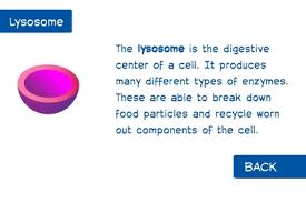 plant cell structures and functions