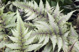 Japanese Painted Fern Complete Care
