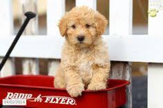 152 Best New Puppy Images Labradoodles New Puppy Black