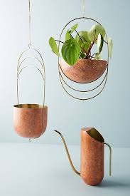 best hanging plants and planters the