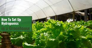 hydroponics in a greenhouse