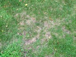 How To Identify And Get Rid Of Common Lawn Pests Diy