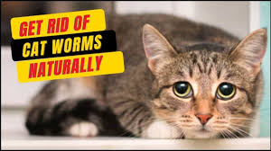 worms in cat natural dewormer for cats