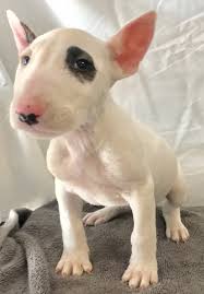 Looking for an american pit bull terrier puppy or dog in california? Bull Terrier Miniature Puppies For Sale Irvine Ca 185355