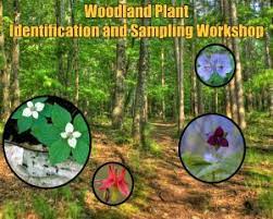 woodland plant identification and