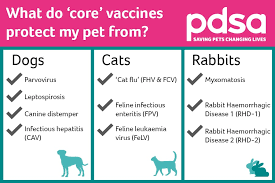 So if your puppy needs to go out into the world, how can you reduce the risk of infection, and help to make sure she doesn't catch some nasty disease? Why Vaccinating Your Pet Is Important Pdsa