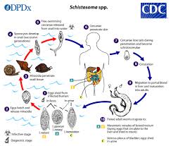 Cdc Schistosomiasis Biology