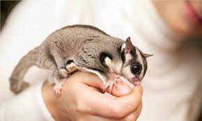 pet sugar glider guide what you need