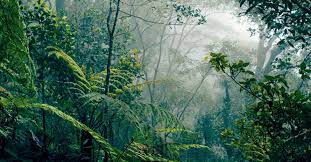 Selva tropical - Salva la Selva