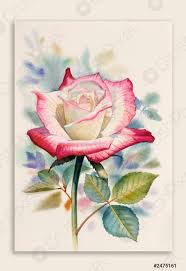 Pittura acquerello originale di rosa - foto d'archivio | Crushpixel