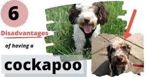 Image result for Cockapoos Puppies