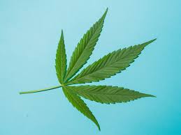 El cannabis puede encontrarse en distintas formas, desde la sativa y la índica hasta formas creadas por. 10 Beneficios De La Legalizacion De La Marihuana En Mexico