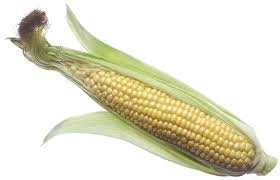Image result for corn cob