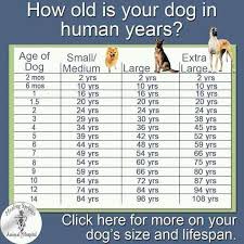 How Old Is Your Dog In Human Years Dog Ages Dog Years