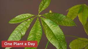 The money tree's abundance in leaves and is often reflective of the owner's financial fortune. Pachira Aquatica Variegata Money Tree Houseplant Care 16 Of 365 Youtube