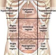 2 organs lying in abdominal quadrants: Abdominal Regions And Quadrants Body Anatomy Anatomy And Physiology Textbook Human Anatomy And Physiology