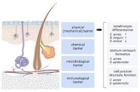 skin microbes and barrier integrity
