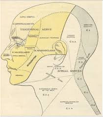 Facial Pain From Various Sources Diagnoses And Differential