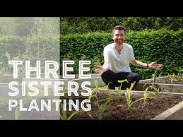 three sisters planting in raised beds