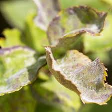 Since lilac bushes are grown for their fragrance, growing them several feet above your head can be a waste. Powdery Mildew Symptoms Treatment And Control Planet Natural