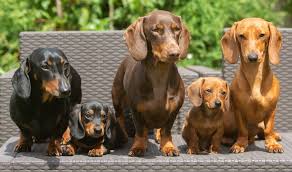 dachshund dog breed info pictures