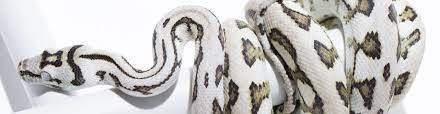 axanthic carpet pythons morelia spilota